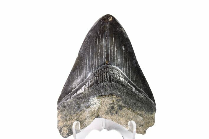 Fossil Megalodon Tooth (Polished Tip) - Georgia #151546
